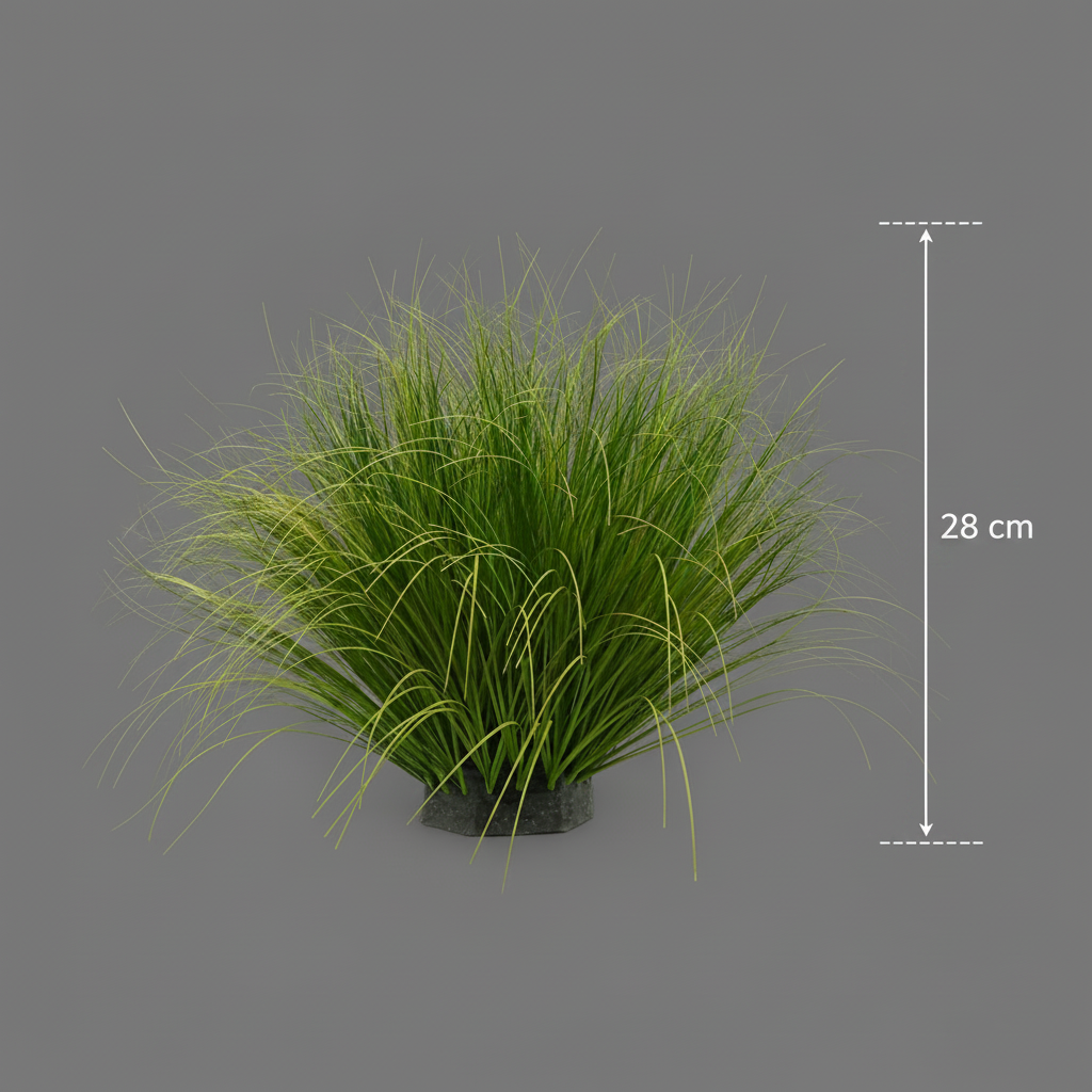 Iarbă ornamentală, Tip Ceapă cu frunze Curbate, 28 cm, Fără Ghiveci, Verde