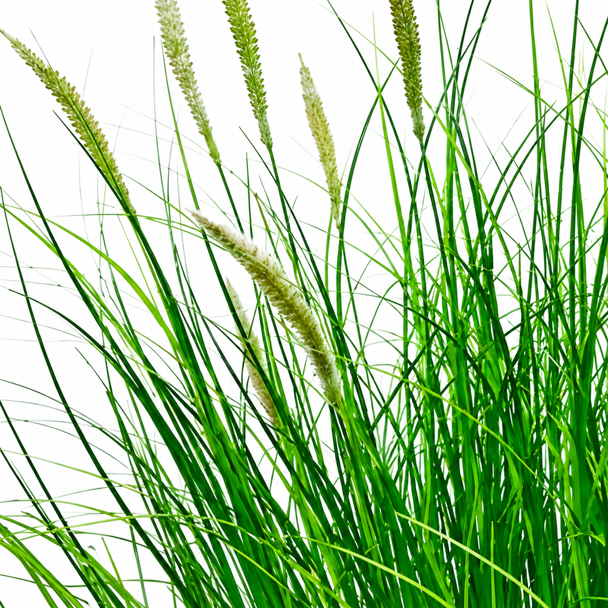 Planta Artificiala Iarba Ornamentala Tip Coada Vulpii, 67 cm, cu 25 Spice, Verde si Alb, Fara Ghiveci