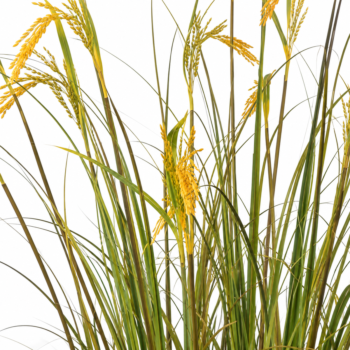 Planta Artificiala Iarba Ornamentala Tip Spice de Orez, 150cm, cu 17 Fire, Verde si Galben, Fara Ghiveci